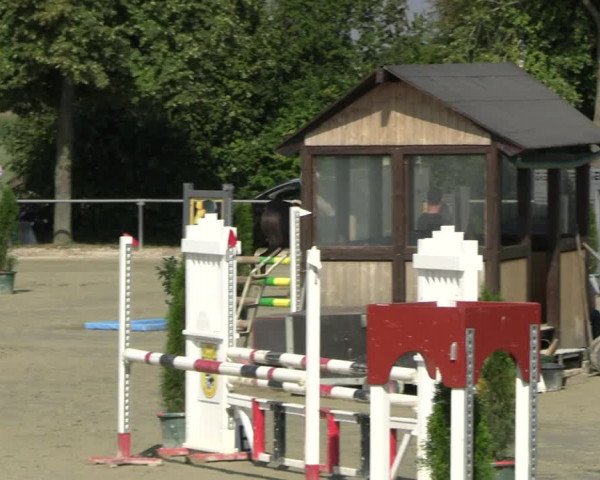 Reitturnier Appelhülsen 2023