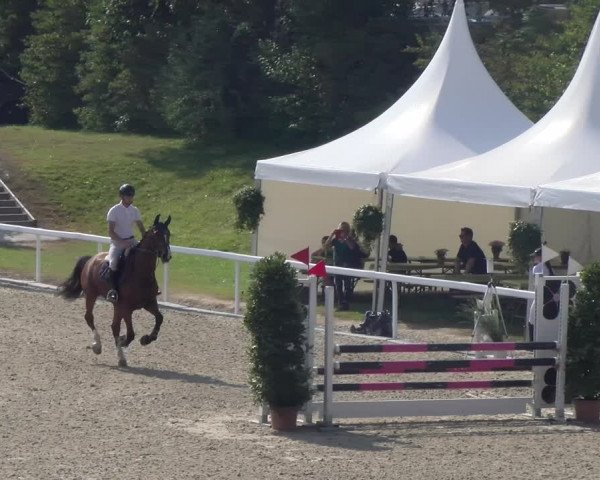 Reitturnier Bülach 2023
