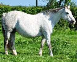 broodmare Hera de Groom (Selle Français, 1995, from Rosire)