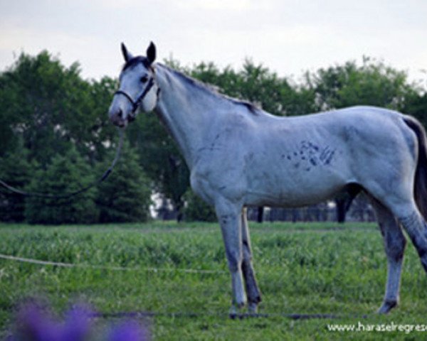 Deckhengst Groom V (Selle Français, 1994, von Rosire)