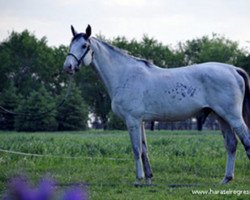 stallion Groom V (Selle Français, 1994, from Rosire)