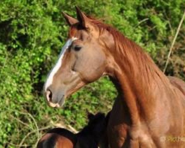 broodmare Danse de Groom (Selle Français, 1991, from Talent Platiere)