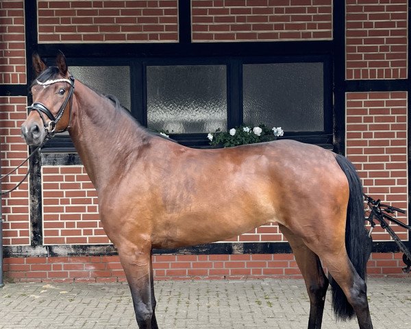 dressage horse Benicio's Blanchefleur (Westphalian, 2020, from Callaho's Benicio)