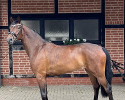 dressage horse Benicio's Blanchefleur (Westphalian, 2020, from Callaho's Benicio)