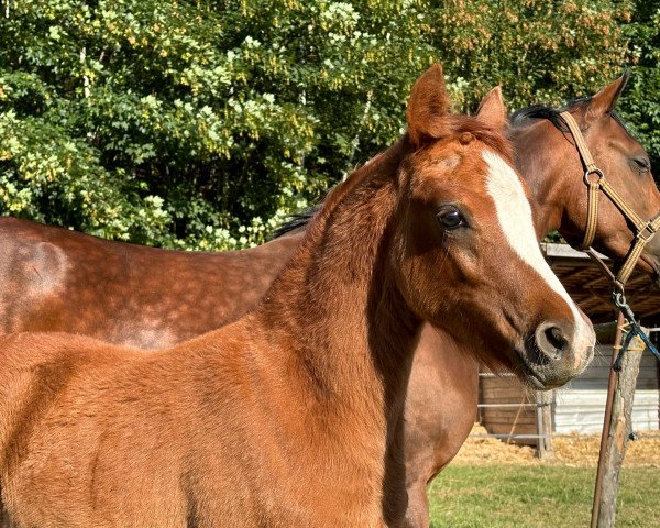 dressage horse Diamond Hit (German Riding Pony, 2023, from Diamond Touch NRW)