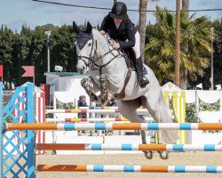 jumper Kaelyne S (KWPN (Royal Dutch Sporthorse), 2015, from Verdi)