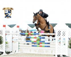 jumper Holliday Klg (Swedish Warmblood, 2001, from Quite Easy I)