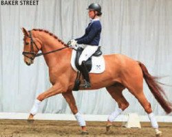 dressage horse Baker Street 4 (Hanoverian, 2010, from Bonifatius)