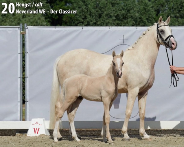 dressage horse Schultze‘s Never to much (German Riding Pony, 2022, from Neverland WE)