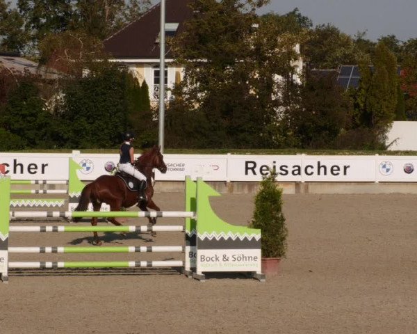 Reitturnier Babenhausen 2023
