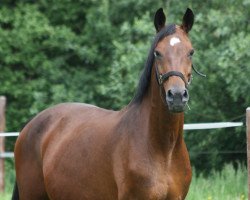 Pferd Dublette (Oldenburger, 2002, von Diamond Hit)