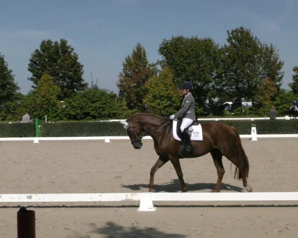 Reitturnier Westeregeln 2023
