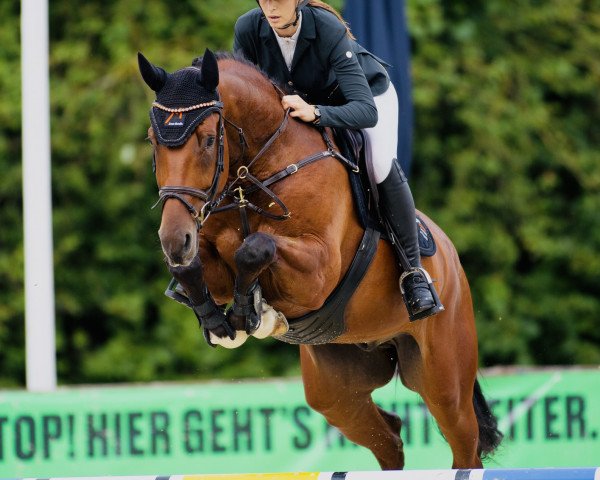 jumper Eldorados Track by Hab Z (Zangersheide riding horse, 2018, from Eldorado vd Zeshoek Tn)