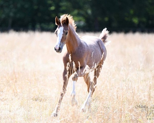 Dressurpferd Assenmacher’s Commander Schultze (Deutsches Reitpony, 2022, von Cosmopolitan NRW)