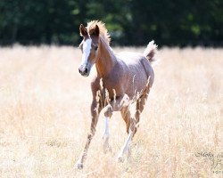 dressage horse Assenmacher’s Commander Schultze (German Riding Pony, 2022, from Cosmopolitan NRW)