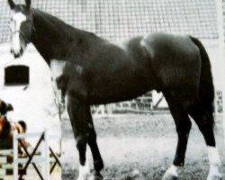 stallion Kachou (Selle Français, 1976, from Quastor)