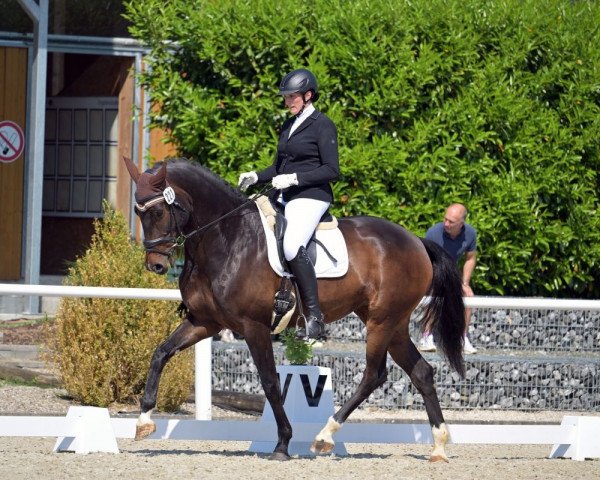 dressage horse Novelle 86 (KWPN (Royal Dutch Sporthorse), 2018, from Governor-Str)