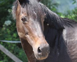 broodmare Nice Touch (German Riding Pony, 1994, from Night-Star I)