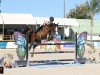 jumper J Peroni WFS (KWPN (Royal Dutch Sporthorse), 2014, from Tangelo van de Zuuthoeve)