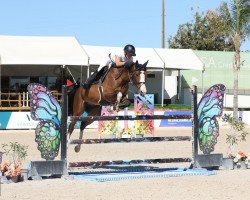 jumper J Peroni WFS (KWPN (Royal Dutch Sporthorse), 2014, from Tangelo van de Zuuthoeve)