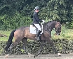 dressage horse Zauberhafter Zeus (Westphalian, 2019, from Zoom 8)