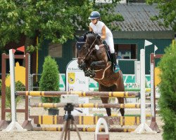 dressage horse Ella Rose 3 (Westphalian, 2012, from Ehrenstolz)