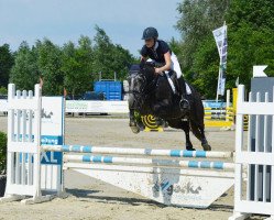 jumper Na mein kleiner W (German Riding Pony, 2011, from Nature Boy)