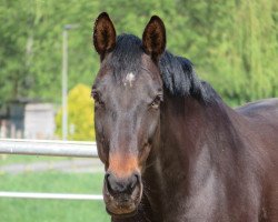 horse Caprice 452 (Hessian Warmblood, 2006, from Corelli)