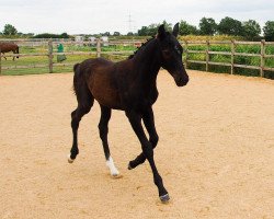 dressage horse Van Halen ZPF (Holsteiner, 2023, from Vangelis)