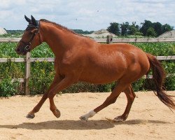 horse Nirvana ZPF (Holsteiner, 2020, from Birkhof's Topas FBW)