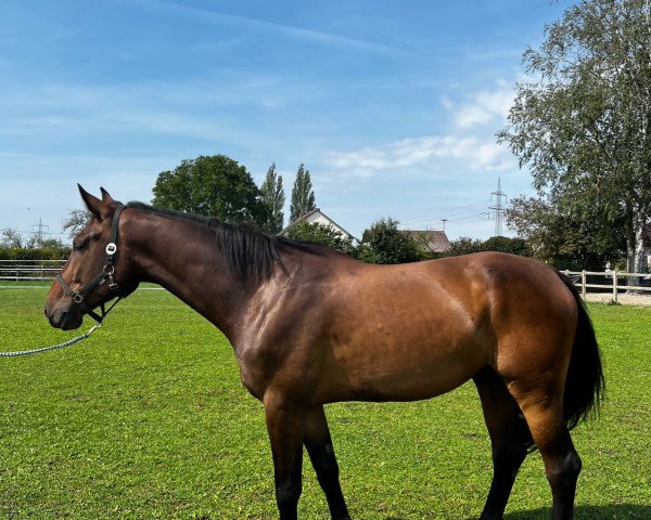 Pferd Camouflage Cashback ZPF (Holsteiner, 2019, von Carinue)