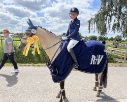 jumper Ams Melodie D (German Riding Pony, 2010, from Amarillys Sensation D)