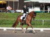 dressage horse Sommernachtstraum 7 (Trakehner, 2012, from Sixtus)