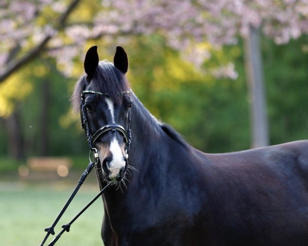 dressage horse Fabiola 13 (KWPN (Royal Dutch Sporthorse), 2010)