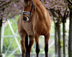 dressage horse Distraido de Larrey (Pura Raza Espanola (PRE), 2017, from Medianoche VIII)