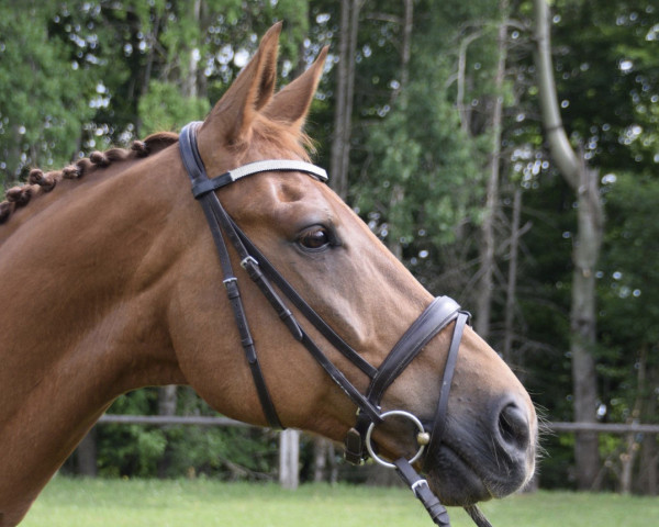 dressage horse Don Rubin 22 (Oldenburg, 2012, from Don Juan de Hus)