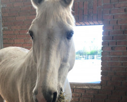 dressage horse Piko 56 (Oldenburg, 1998, from Pinatubo)