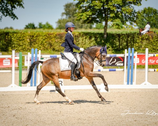 dressage horse Cannonball 14 (German Riding Pony, 2014, from Caramel FH WE)