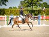 dressage horse Cannonball 14 (German Riding Pony, 2014, from Caramel FH WE)