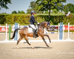 dressage horse Cannonball 14 (German Riding Pony, 2014, from Caramel FH WE)