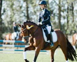 dressage horse Djosefine G (Deutsches Reitpony, 2019, from Dallmayr K)