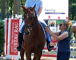 dressage horse Sydney 259 (Westphalian, 2009, from Sandreo)