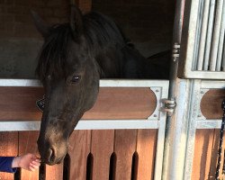 dressage horse Fair Lady 366 (German Riding Pony, 2008, from For Kids Only)