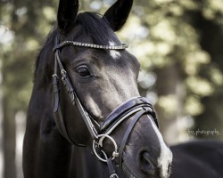 dressage horse Sir Floresco (Westphalian, 2018, from Sir Heinrich OLD)