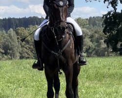 jumper Georgi 19 (Westphalian, 2008, from Godolphin)