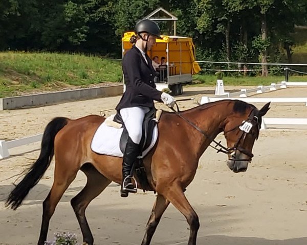 dressage horse Sioux (Sachse, 2017)