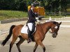 dressage horse Sioux (Sachse, 2017)