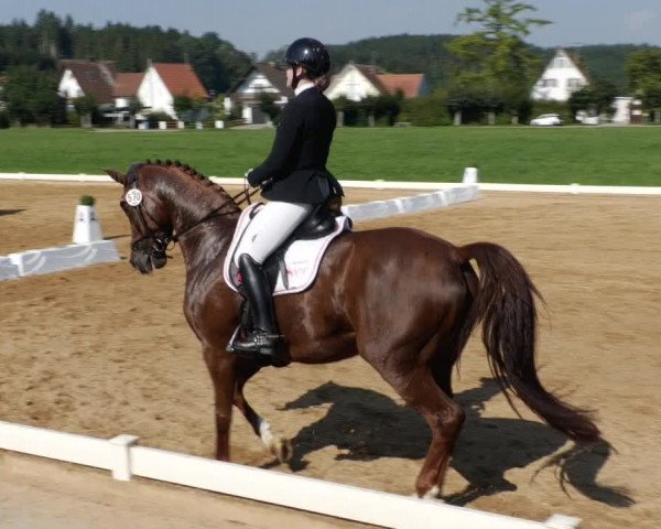 Reitturnier Babenhausen 2023