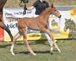 Springpferd Urano H (Deutsches Reitpferd, 2023, von United Way)