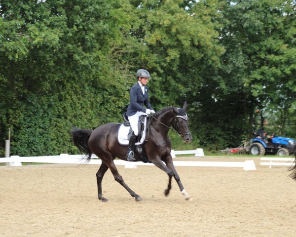 horse Fine Lady 28 (anglo european sporthorse, 2017, from French Kiss)